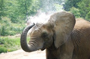 c23-elephant.JPG