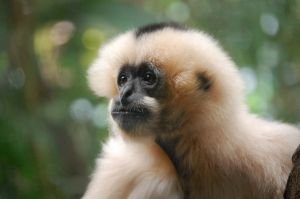 c64-monkey.JPG